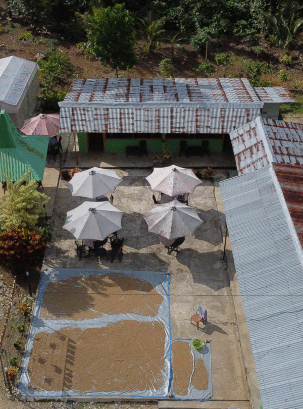 aroma kopi sumba barat daya sumbadaya