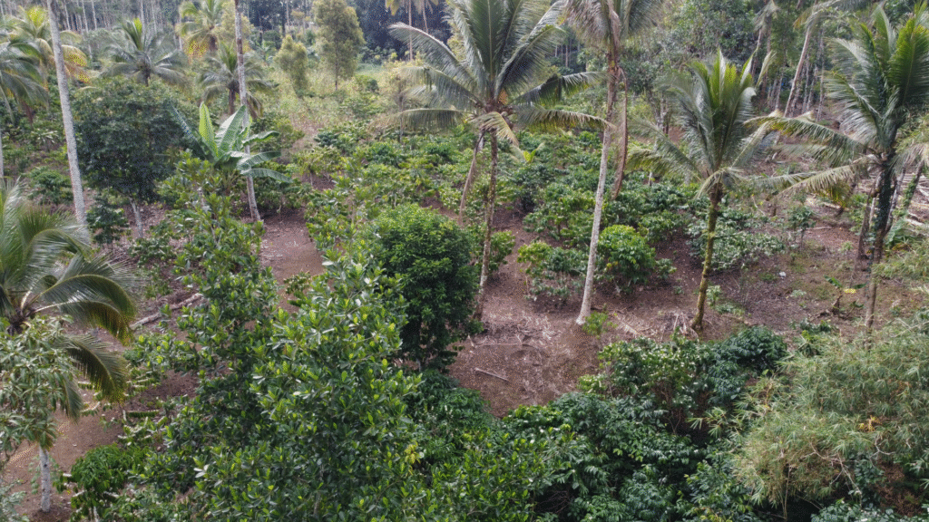 aroma kopi sumba barat daya