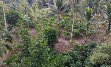 aroma kopi sumba barat daya