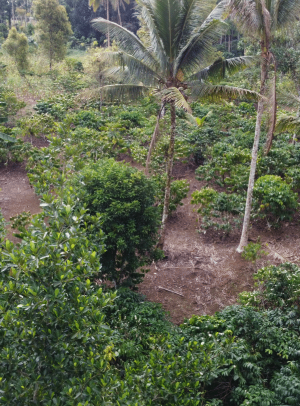 aroma kopi sumba barat daya